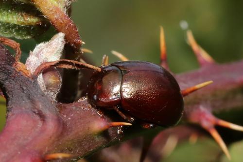 Chrysolina staphylaea